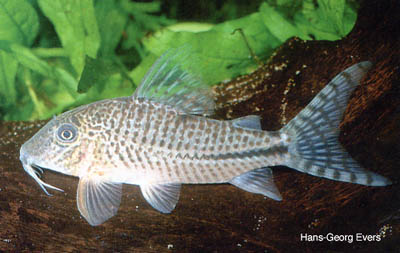 Corydoras sp. C115